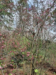 Malus halliana