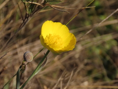 Ranunculus gramineus