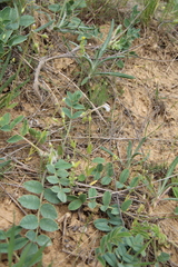 Holosteum glutinosum