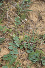 Holosteum glutinosum