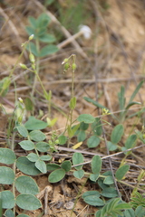 Holosteum glutinosum