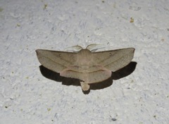 Oenochroma decolorata