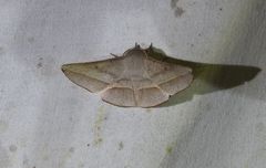 Oenochroma decolorata