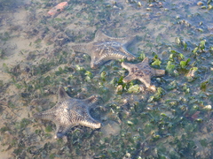 Goniodiscaster scaber