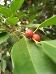 Ficus benjamina