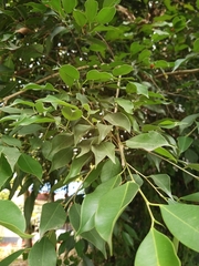 Ficus benjamina