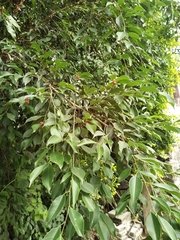 Ficus benjamina