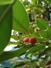 Ficus benjamina