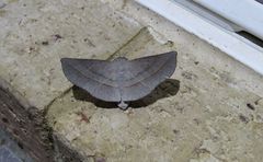 Oenochroma decolorata