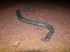 Helicops leopardinus