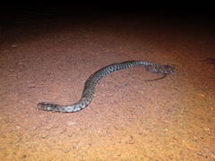 Helicops leopardinus