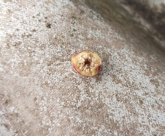 Ficus benjamina