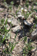 Holosteum marginatum