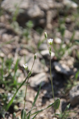 Holosteum marginatum