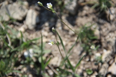 Holosteum marginatum