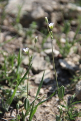 Holosteum marginatum