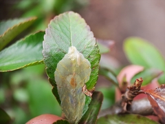 Phyllonorycter leucographella