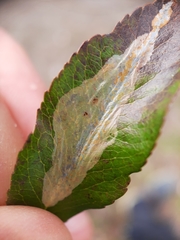 Phyllonorycter leucographella