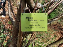 Malus halliana