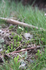 Holosteum marginatum