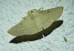 Oenochroma pallida
