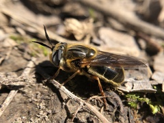 Callicera erratica