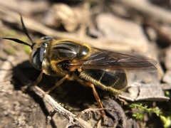 Callicera erratica