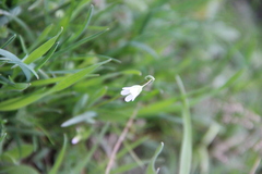 Holosteum marginatum