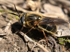 Callicera erratica