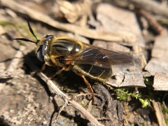 Callicera erratica