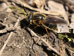 Callicera erratica