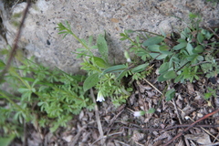 Holosteum marginatum