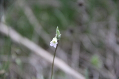 Holosteum marginatum