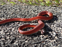 Oxyrhopus melanogenys