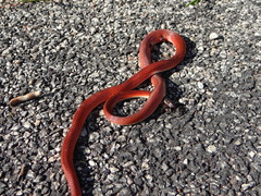 Oxyrhopus melanogenys