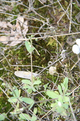 Holosteum umbellatum