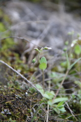 Holosteum umbellatum