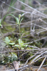 Holosteum umbellatum