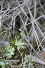 Holosteum umbellatum