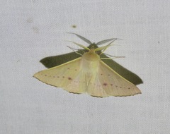 Oenochroma phyllomorpha