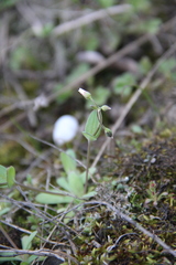 Holosteum umbellatum