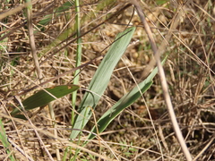 Ranunculus gramineus