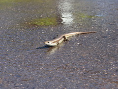 Notomabuya frenata