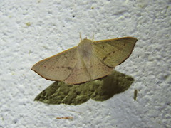 Oenochroma phyllomorpha