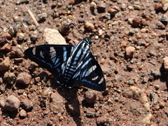 Jemadia hewitsonii
