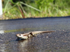 Notomabuya frenata