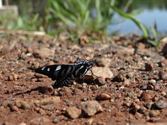 Jemadia hewitsonii