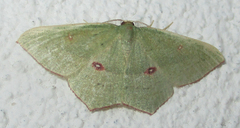 Traminda ocellata