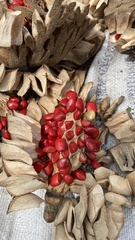 Magnolia lacandonica