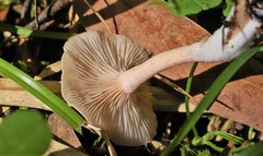Singerocybe clitocyboides